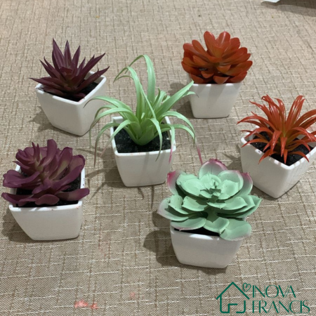 Mini Arranjos Decorativos Suculentos 6 Peças - Últimas unidades