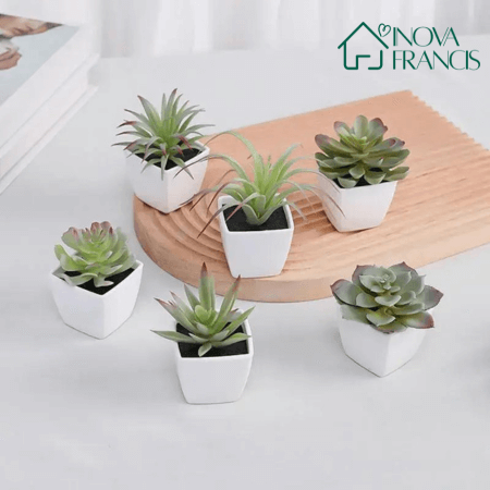 Mini Arranjos Decorativos Suculentos 6 Peças - Últimas unidades